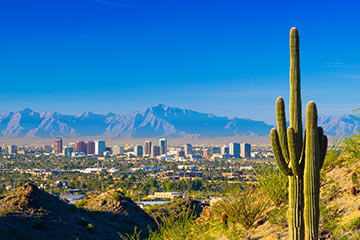 Cactus in foreground with buildings in the background